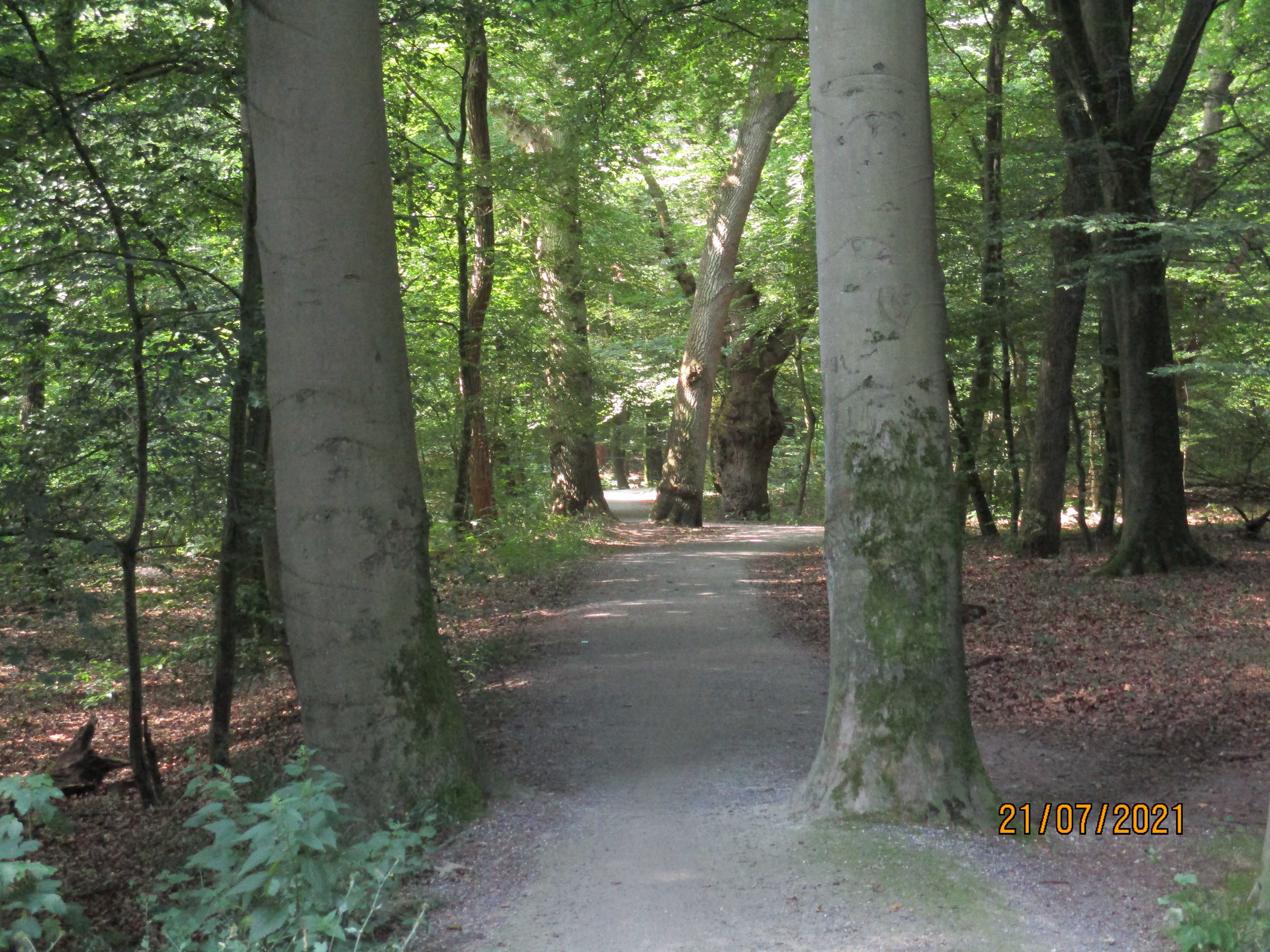 EmsRadweg der Forst fußläufig von Meppen, ein tolles Naherholungsgebiet